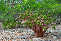 butter tree with red berries