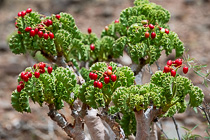 butter tree leaves & red berries