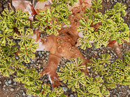 butter tree leaves