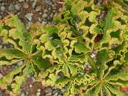 butter tree leaves