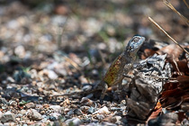 lizard near dead wood