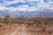 green trees in savahna & mountains under big clouds