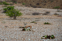springbok near welwitschia