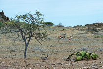 springboks near welwitschia
