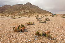 welwitschia along track in rocky plain & ranger camper