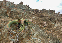 welwitschia on rocky soil