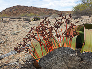 welwitschia male stamines