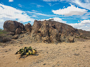 welwitschia m& rocky hill