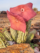houdia flowers