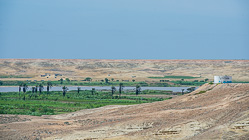 green agriculture & palm trees along river