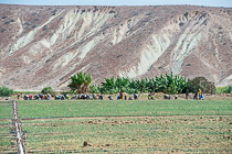 people planting onions