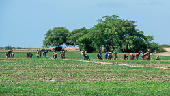 people planting onions