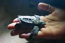 baby green turtle