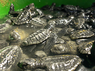 baby green turtles in bassin