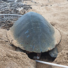 green turtle laying 163 eggs on beach