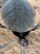 green turtle laying 163 eggs on beach