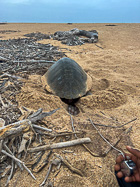 green turtle laying 163 eggs on beach