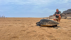 green turtle going back to see after laying 163 eggs on beach
