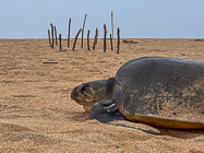 green turtle going back to see after laying 163 eggs on beach
