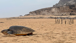 green turtle going back to see after laying 163 eggs on beach