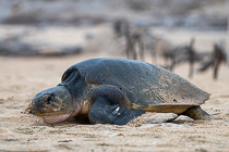 green turtle going back to see after laying 163 eggs on beach