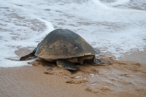 green turtle going back to see after laying 163 eggs on beach