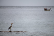 aigrette bird & fishing boat at sea