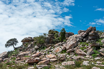 lichen-covered rocks on hill