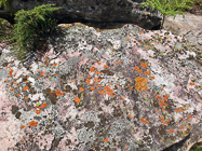 lichen on rock