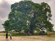 children looking at ranger camper & Roberta at wild camp under big baobab