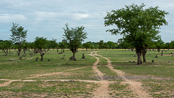 track between trees & cuttings in farmland