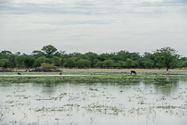 pigs in water in pan