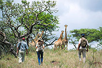 game walking through giraffes & accacia trees