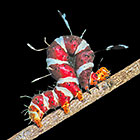 caterpillar