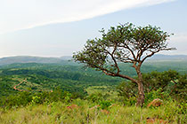 tree + hills