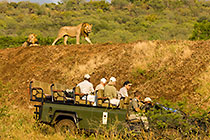 guests in game vehicle watching lions