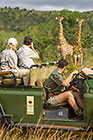 ranger & guests in game vehicle watching giraffes