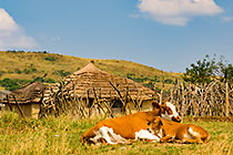 cows laying in front of zulu village