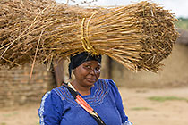 Zulu village : woman carrying tatch bundle on head