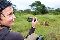 guest lady taking picture of male lions laying in grass