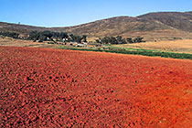 red soil & farm
