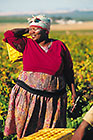 people harvesting grapes in vineyards