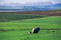 green fields
