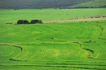 green fields