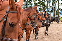 activities | horse riding