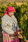 people harvesting grapes in vineyards