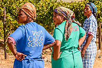 people harvesting grapes in vineyards