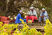 people harvesting grapes in vineyards