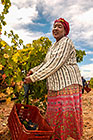 people harvesting grapes in vineyards