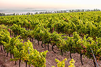vineyards